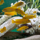 Chindongo saulosi Mbuna German Blood (Juveniles 2")