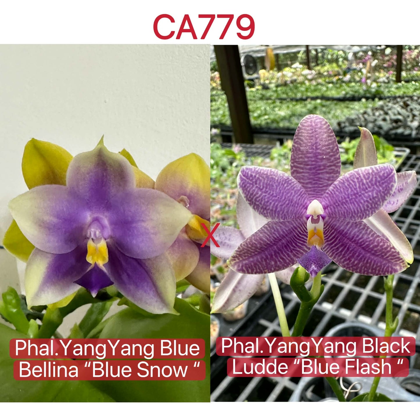 Phalaenopsis (Yang Yang Blue Bellina x Yang Yang Black Ludde)