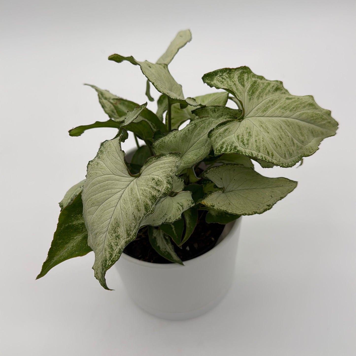 Syngonium Holly