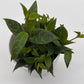 Aeschynanthus Lipstick Plant 'Black Pagoda'
