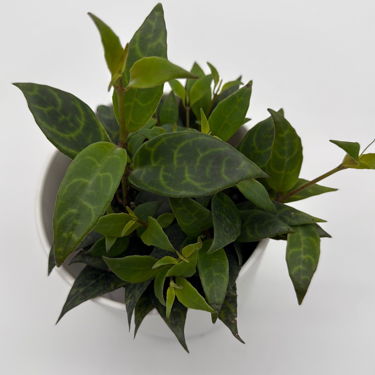 Aeschynanthus Lipstick Plant 'Black Pagoda'