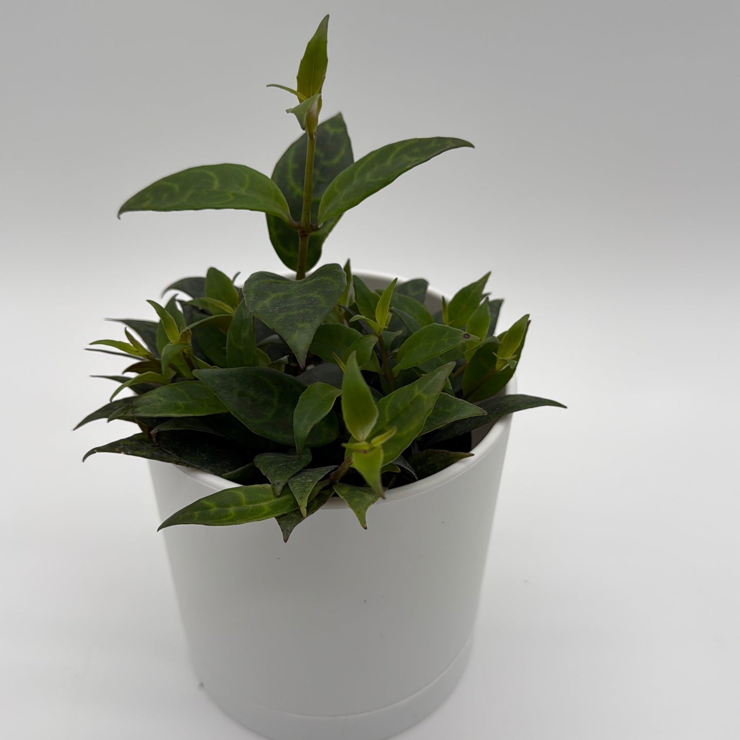 Aeschynanthus Lipstick Plant 'Black Pagoda'