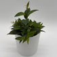 Aeschynanthus Lipstick Plant 'Black Pagoda'