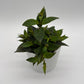 Aeschynanthus Lipstick Plant 'Black Pagoda'