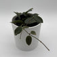 Hoya Thomsonii