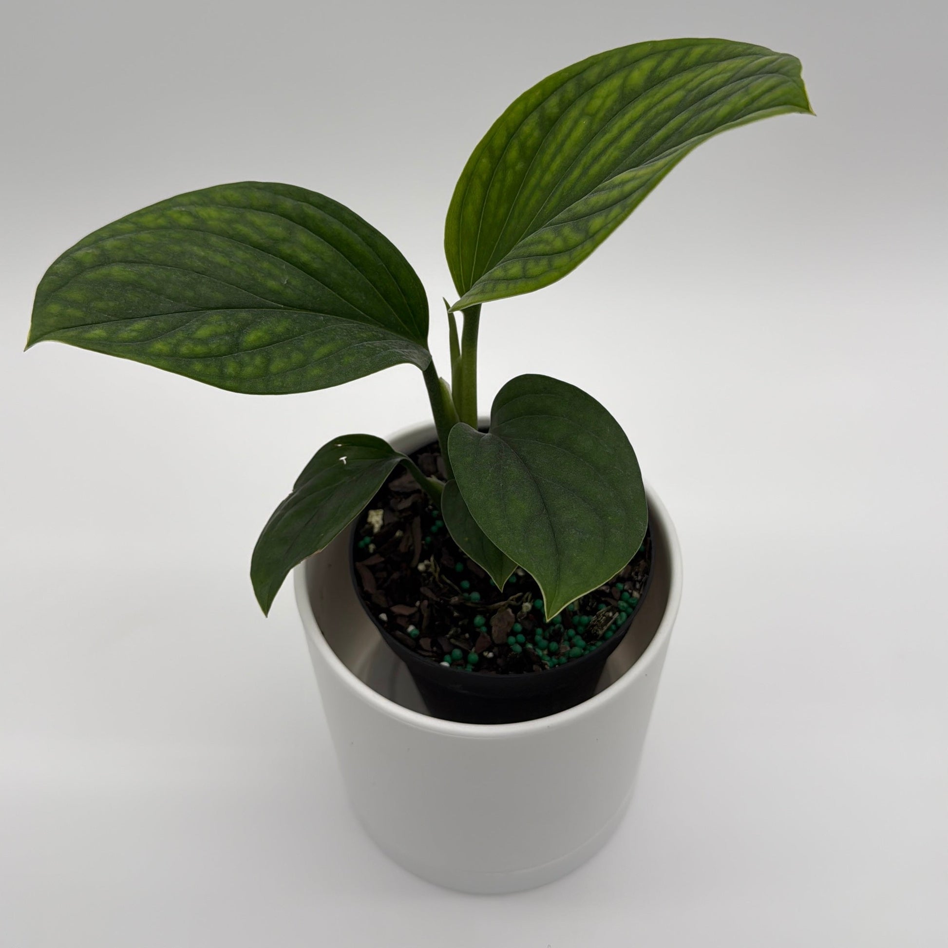 monstera pinnatipartita Monstera Pinnatipartita – Orchid Stuff Plus
