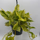 Pothos Neon Queen