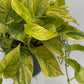 Pothos Neon Queen