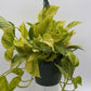 Pothos Neon Queen