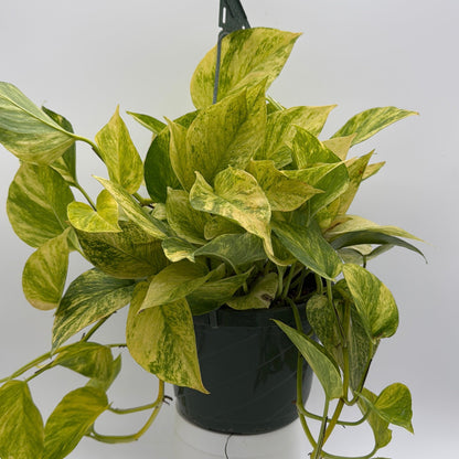 Pothos Neon Queen