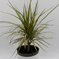Dracaena Ray Of Sunshine