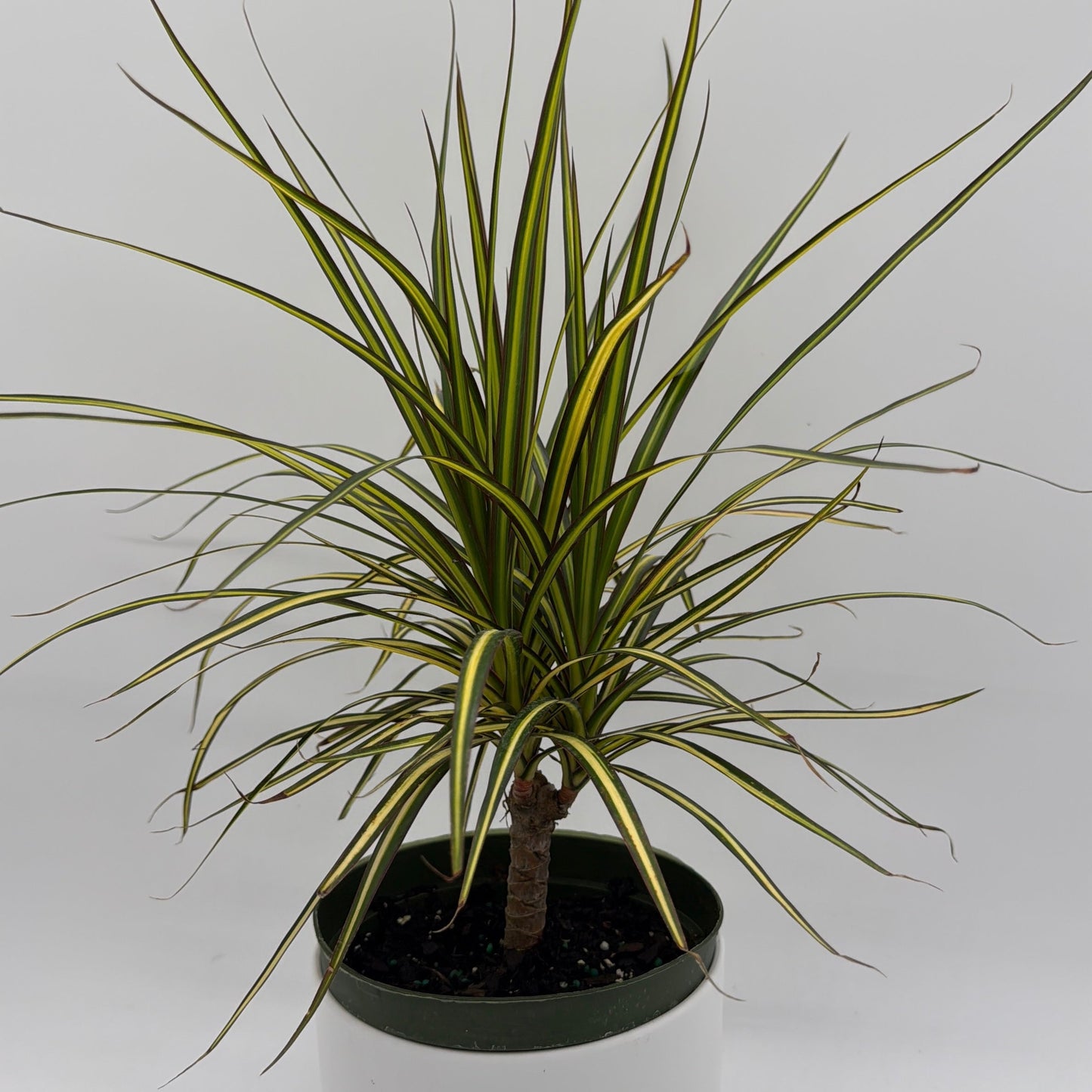 Dracaena Ray Of Sunshine