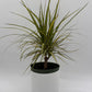 Dracaena Ray Of Sunshine