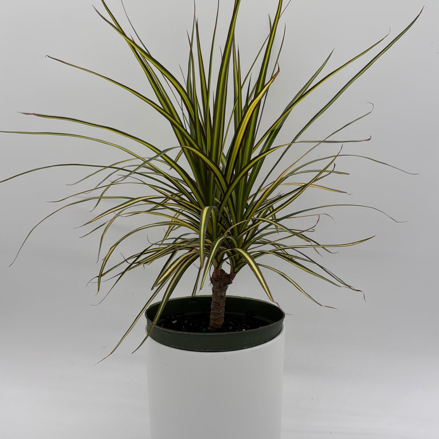 Dracaena Ray Of Sunshine