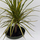 Dracaena Ray Of Sunshine