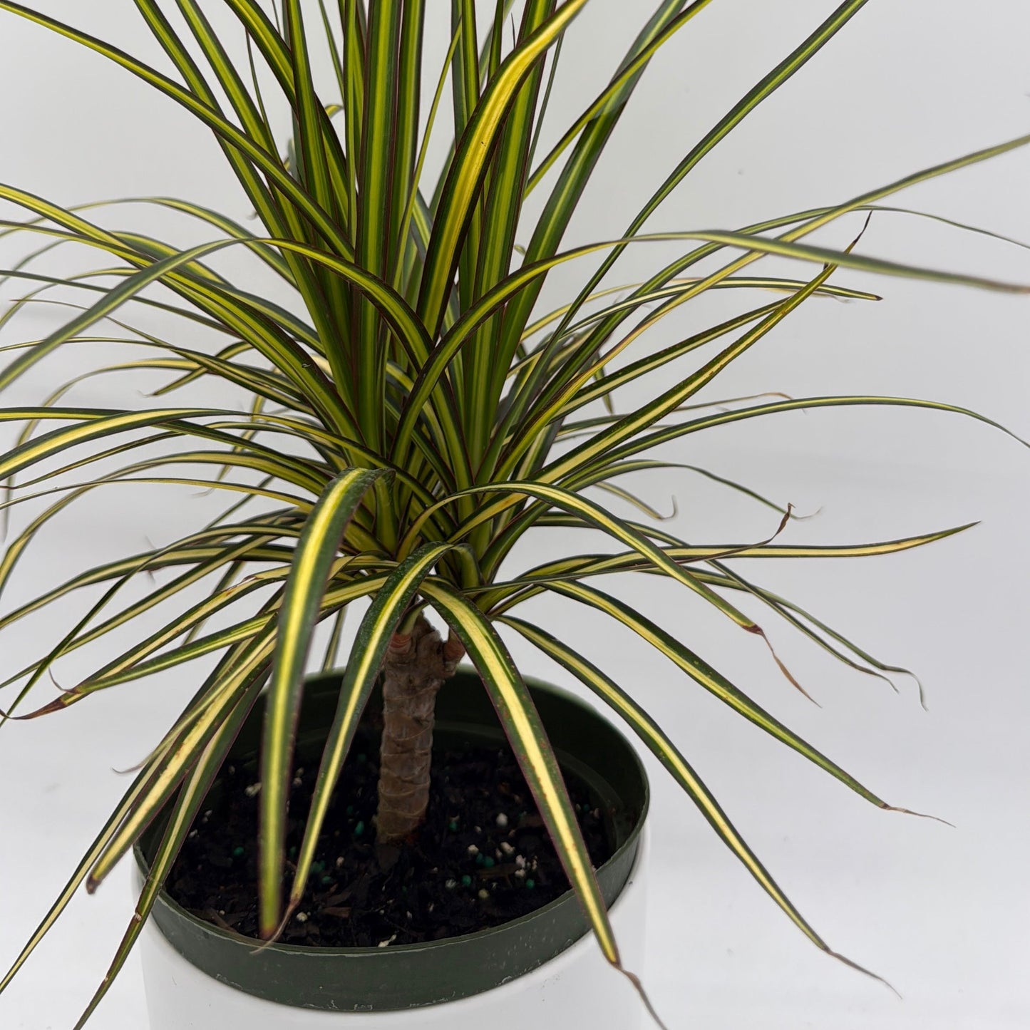 Dracaena Ray Of Sunshine
