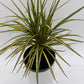 Dracaena Ray Of Sunshine
