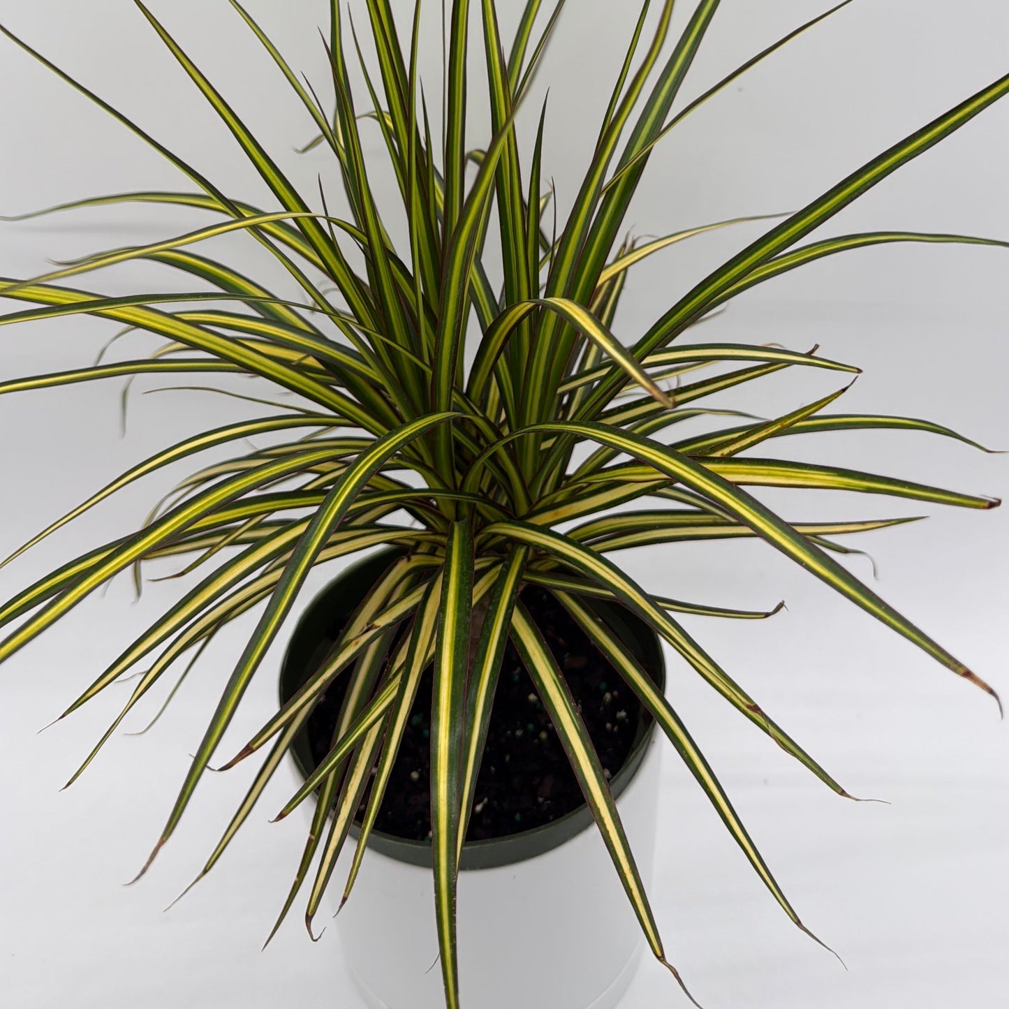 Dracaena Ray Of Sunshine