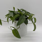 Pothos Cebu Blue