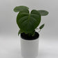 Monstera Deliciosa