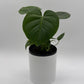 Monstera Deliciosa