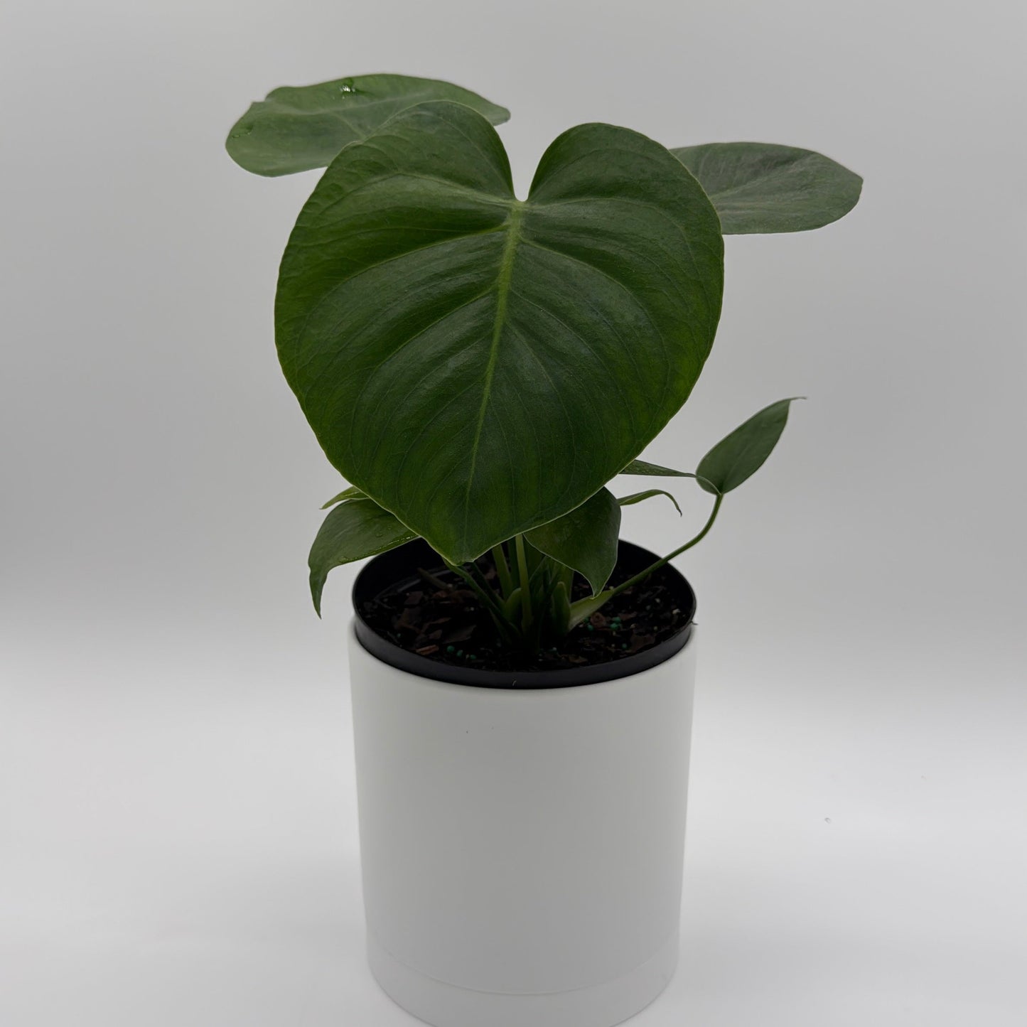 Monstera Deliciosa