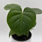 Monstera Deliciosa