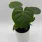 Monstera Deliciosa