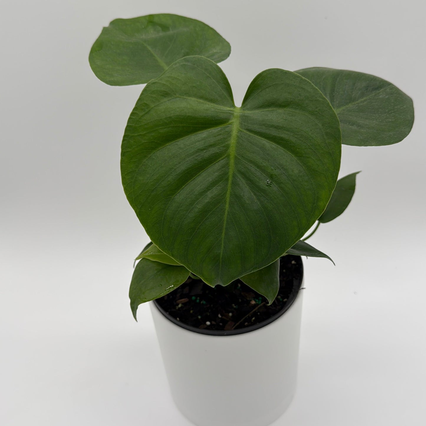 Monstera Deliciosa