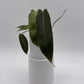 Philodendron Spiritus Sancti