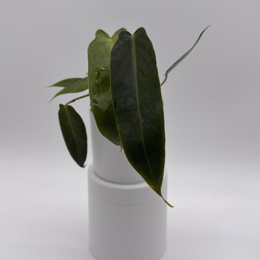 Philodendron Spiritus Sancti