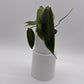 Philodendron Spiritus Sancti
