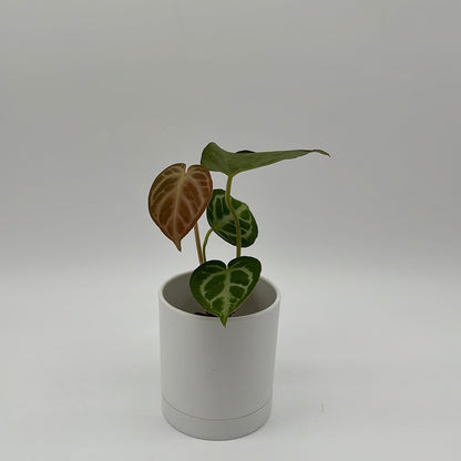 Anthurium Dorayakii 'Silver Blush'