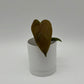 Anthurium Queen of Hearts
