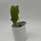 Anthurium Veitchii King