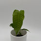 Anthurium Veitchii King