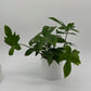 Philodendron ‘Florida Green’