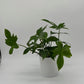 Philodendron ‘Florida Green’