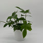 Philodendron ‘Florida Green’