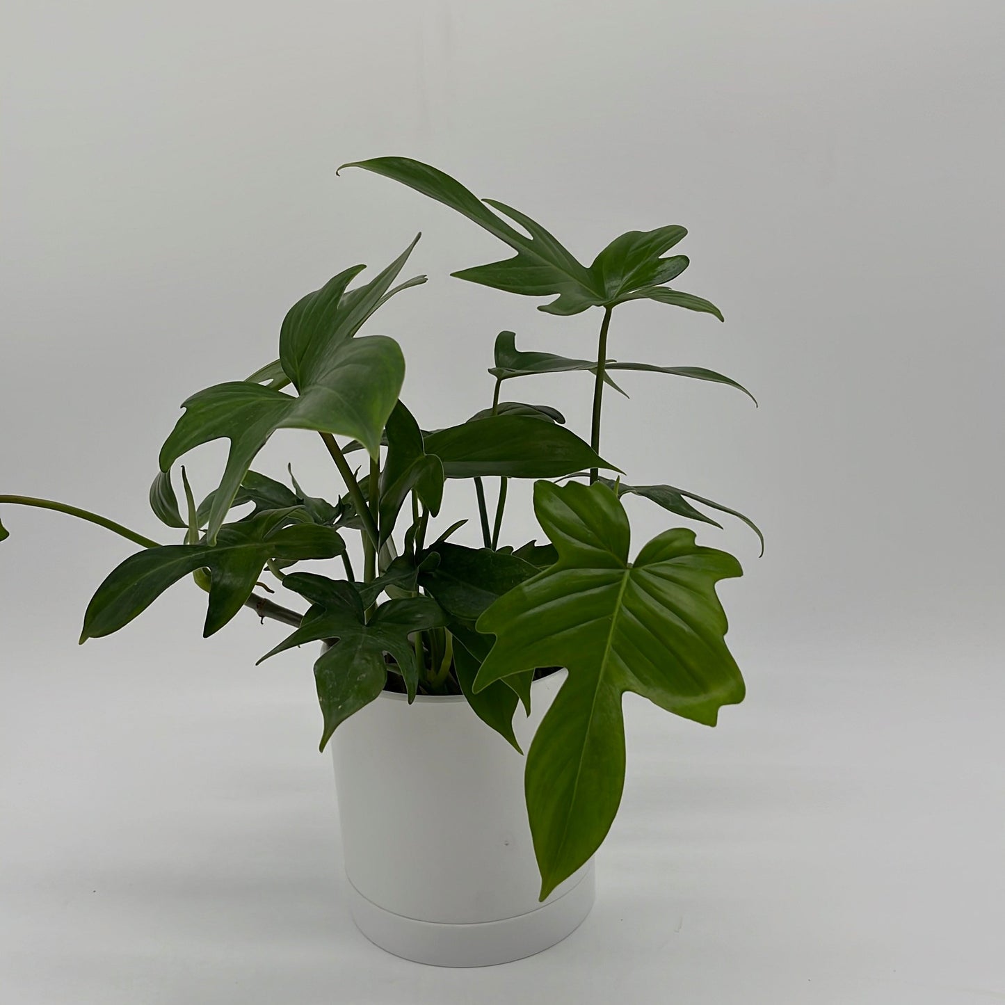 Philodendron ‘Florida Green’