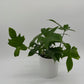 Philodendron ‘Florida Green’