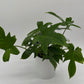 Philodendron ‘Florida Green’
