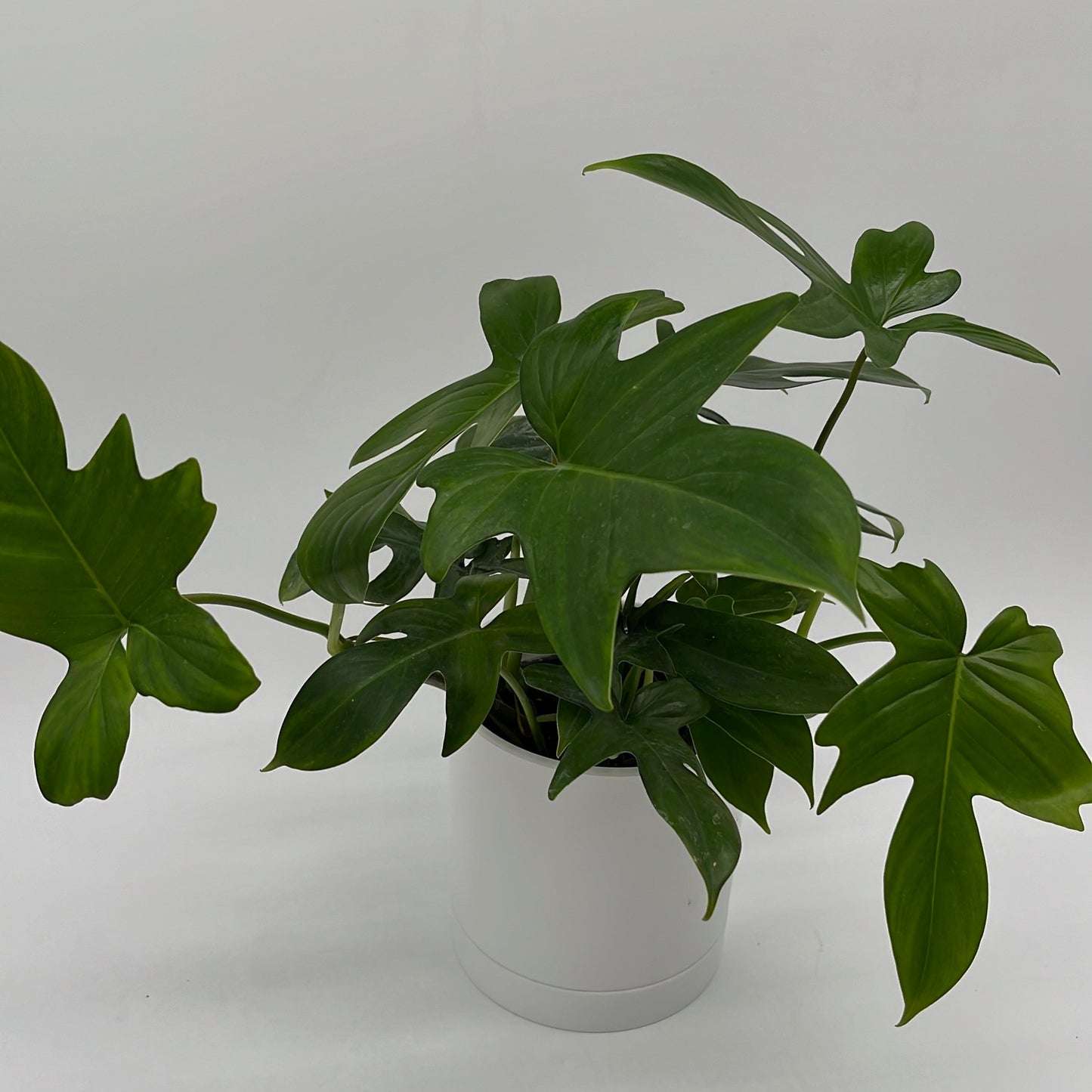 Philodendron ‘Florida Green’