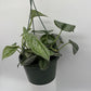 Pothos Silver 'Scindapsus Pictus'