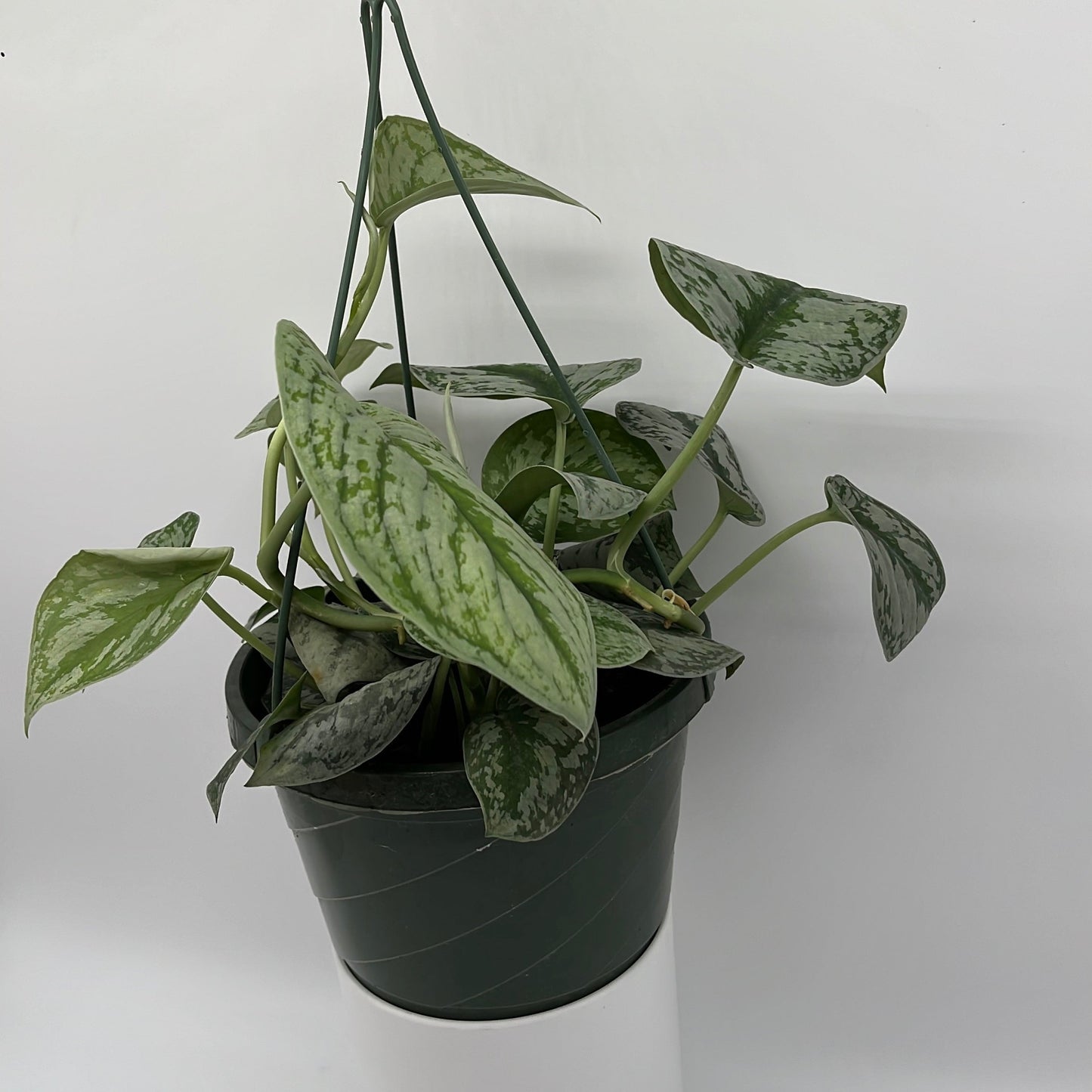 Pothos Silver 'Scindapsus Pictus'