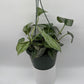 Pothos Silver 'Scindapsus Pictus'