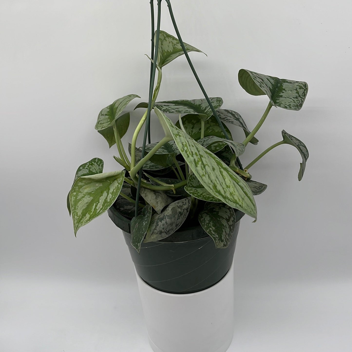 Pothos Silver 'Scindapsus Pictus'