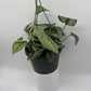 Pothos Silver 'Scindapsus Pictus'