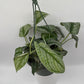 Pothos Silver 'Scindapsus Pictus'