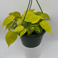 Philodendron Lemon Lime